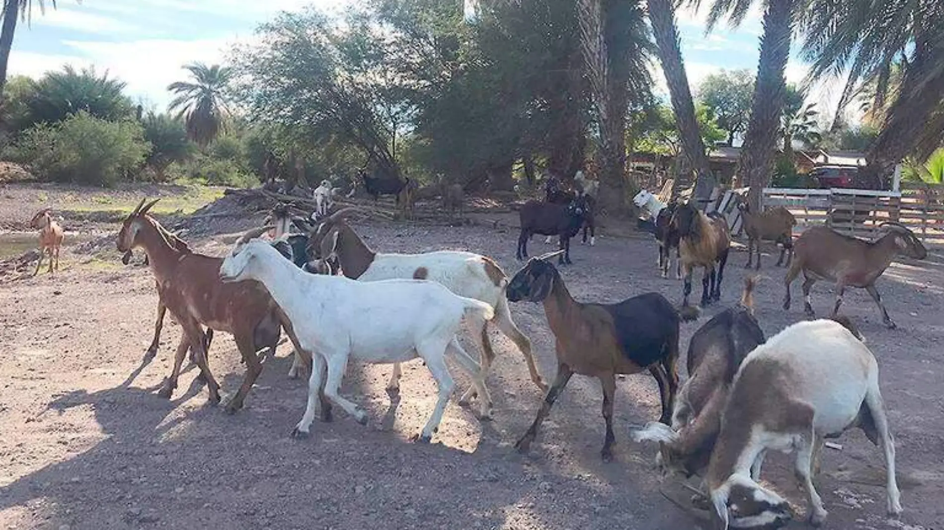 Cabras caprino ganado